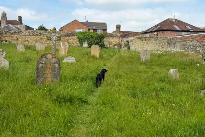 Dog in a field